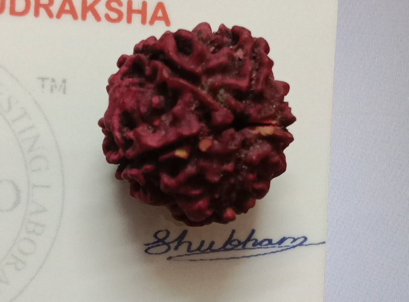 Nepal Origin 5 Mukhi Natural Rudraksh (ORDER and Get FREE 10 Minutes of consultation)
