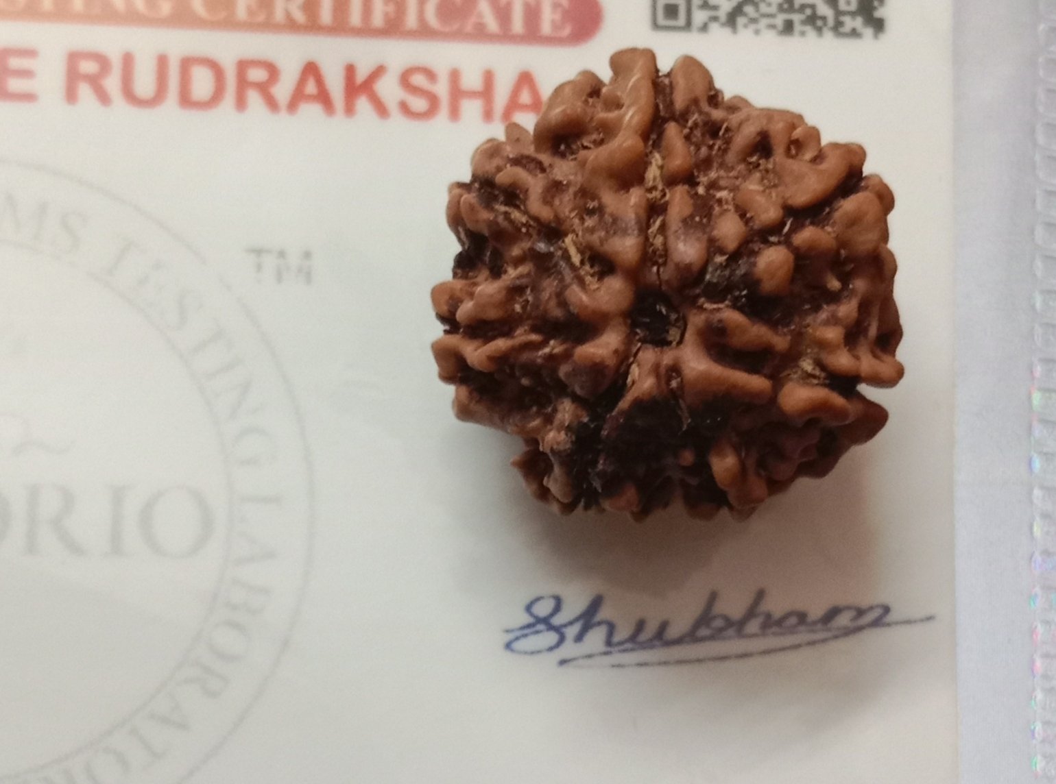 7 Mukhi Rudraksh Bracelet (ORDER and Get FREE 10 Minutes of consultation) thumbnail 1